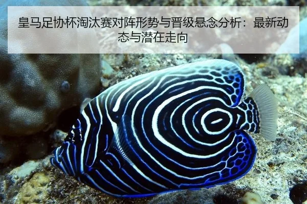 皇马足协杯淘汰赛对阵形势与晋级悬念分析：最新动态与潜在走向
